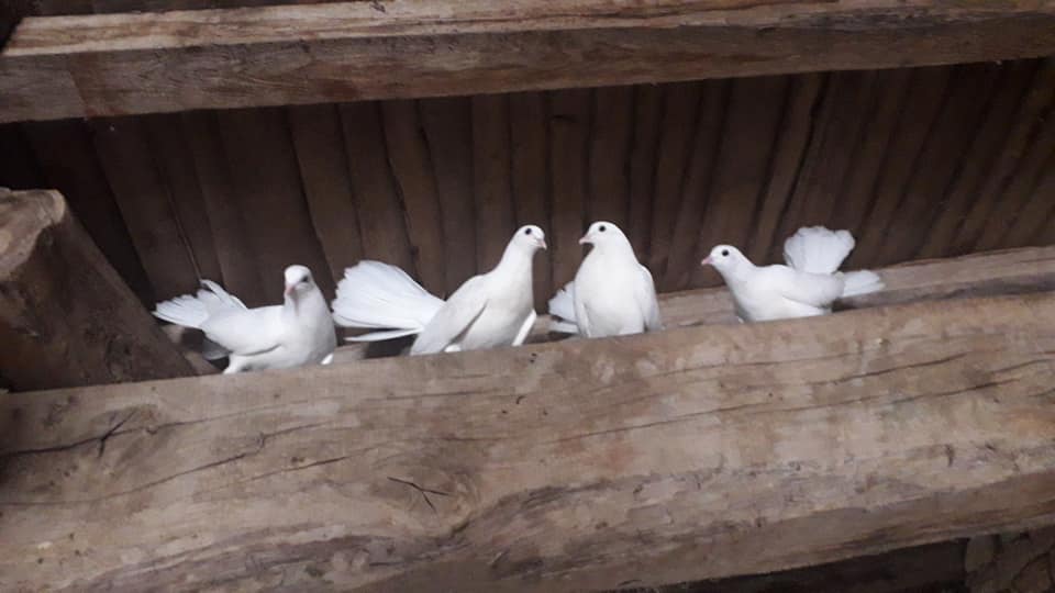 Doves in the mill