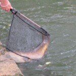 Fishing in the mill pool