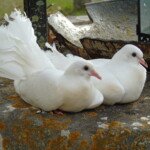 Pair of doves