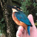 Kingfisher at Le Petit Moulin